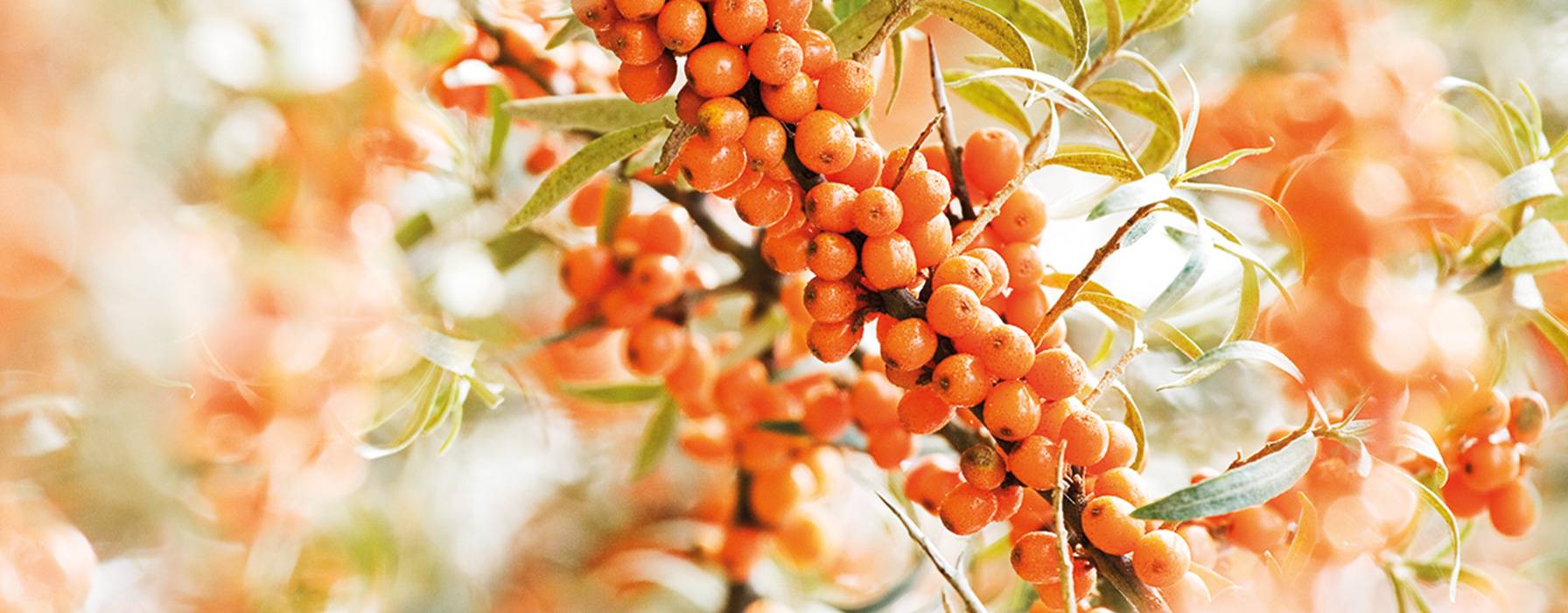 Sea Buckthorn – Full of Vitality