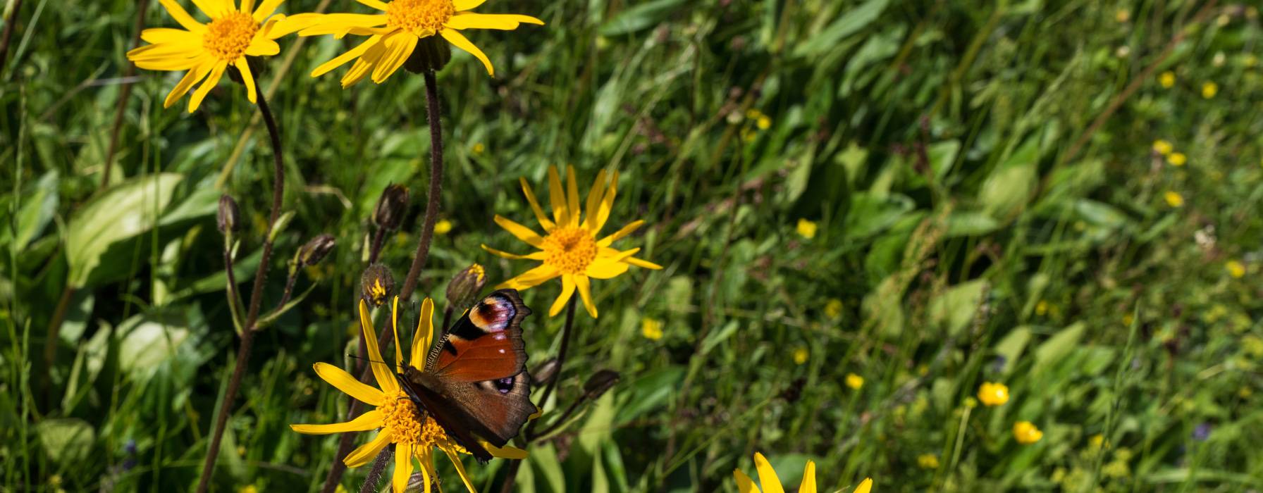 Arnica: Weleda´s Contribution to Biodiversity